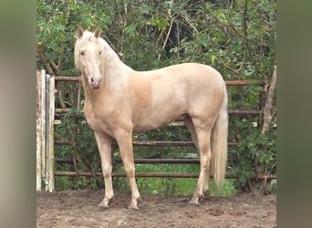PRE Mix, Ogier, 4 lat, 154 cm, Izabelowata