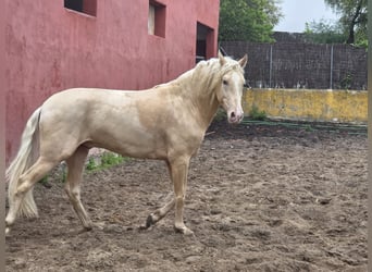 PRE Mix, Ogier, 4 lat, 154 cm, Izabelowata