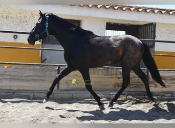 PRE, Ogier, 4 lat, 155 cm, Kara