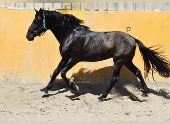 PRE, Ogier, 4 lat, 155 cm, Kara