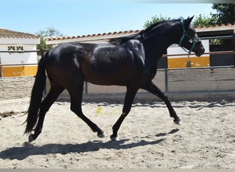 PRE, Ogier, 4 lat, 155 cm, Kara