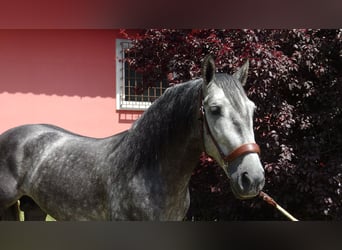 PRE Mix, Ogier, 4 lat, 156 cm, Siwa