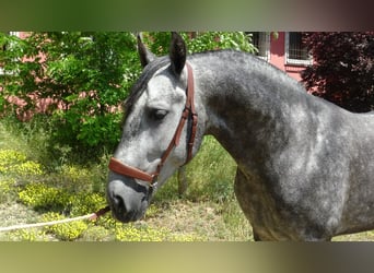 PRE Mix, Ogier, 4 lat, 156 cm, Siwa