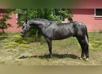 PRE Mix, Ogier, 4 lat, 156 cm, Siwa