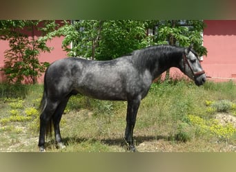 PRE Mix, Ogier, 4 lat, 156 cm, Siwa