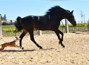 PRE, Ogier, 4 lat, 157 cm, Ciemnogniada