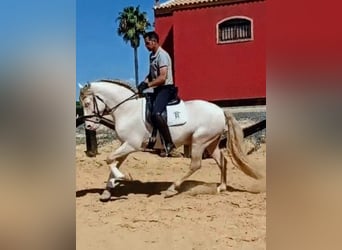PRE, Ogier, 4 lat, 158 cm, Cremello