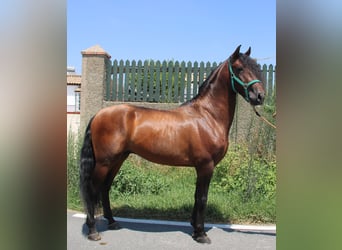 PRE, Ogier, 4 lat, 158 cm, Gniada