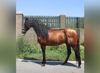 PRE, Ogier, 4 lat, 158 cm, Gniada
