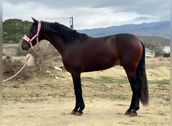 PRE Mix, Ogier, 4 lat, 158 cm, Gniada