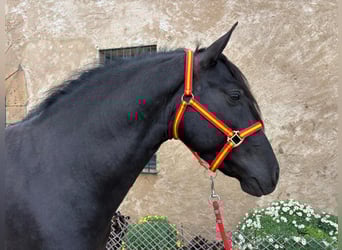 PRE Mix, Ogier, 4 lat, 158 cm, Kara