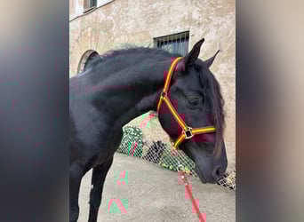 PRE Mix, Ogier, 4 lat, 158 cm, Kara