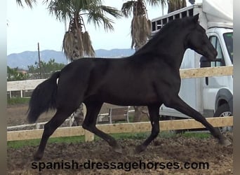 PRE Mix, Ogier, 4 lat, 158 cm, Kara