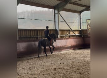 PRE Mix, Ogier, 4 lat, 158 cm, Karosiwa