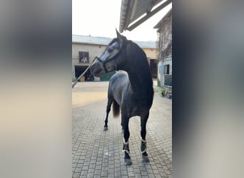 PRE Mix, Ogier, 4 lat, 158 cm, Karosiwa