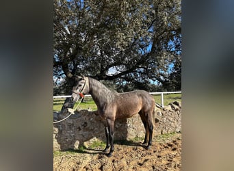 PRE Mix, Ogier, 4 lat, 158 cm, Siwa