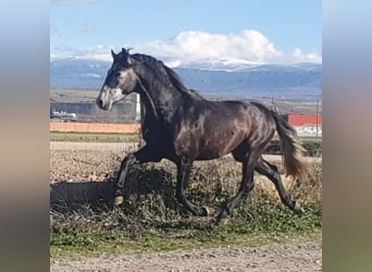 PRE Mix, Ogier, 4 lat, 158 cm, Siwa