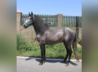 PRE, Ogier, 4 lat, 158 cm, Siwa