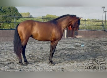 PRE Mix, Ogier, 4 lat, 159 cm, Gniada