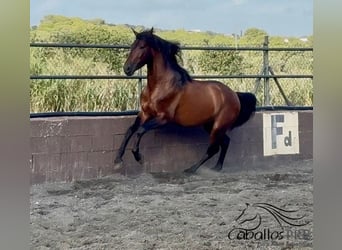 PRE Mix, Ogier, 4 lat, 159 cm, Gniada