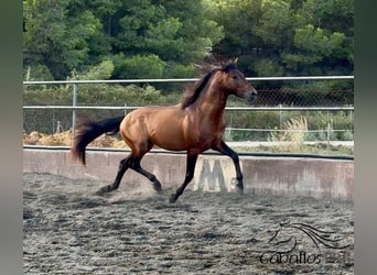 PRE Mix, Ogier, 4 lat, 159 cm, Gniada