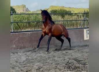 PRE Mix, Ogier, 4 lat, 159 cm, Gniada
