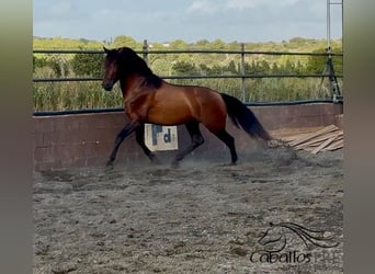 PRE Mix, Ogier, 4 lat, 159 cm, Gniada