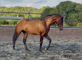PRE Mix, Ogier, 4 lat, 159 cm, Gniada