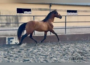 PRE Mix, Ogier, 4 lat, 159 cm, Gniada