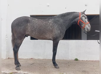 PRE Mix, Ogier, 4 lat, 159 cm