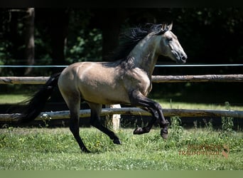 PRE, Ogier, 4 lat, 160 cm, Bułana