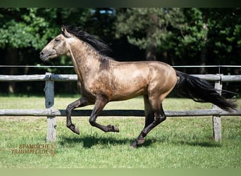 PRE, Ogier, 4 lat, 160 cm, Bułana