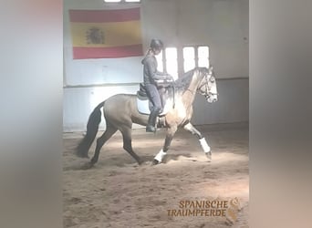 PRE, Ogier, 4 lat, 160 cm, Bułana