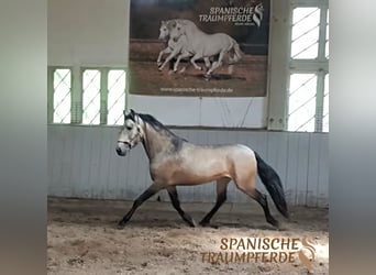 PRE, Ogier, 4 lat, 160 cm, Bułana