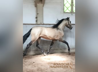 PRE, Ogier, 4 lat, 160 cm, Bułana