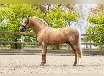 PRE Mix, Ogier, 4 lat, 160 cm, Izabelowata