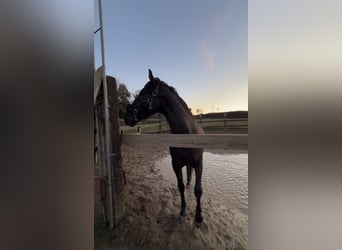 PRE Mix, Ogier, 4 lat, 160 cm, Kara