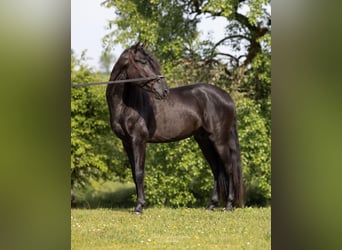 PRE Mix, Ogier, 4 lat, 160 cm, Kara