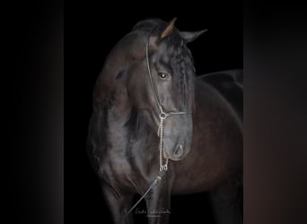 PRE Mix, Ogier, 4 lat, 160 cm, Kara
