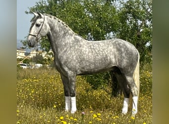 PRE Mix, Ogier, 4 lat, 160 cm, Siwa jabłkowita