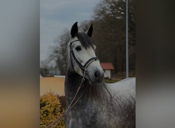 PRE Mix, Ogier, 4 lat, 160 cm, Siwa jabłkowita