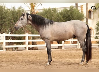 PRE Mix, Ogier, 4 lat, 160 cm, Siwa