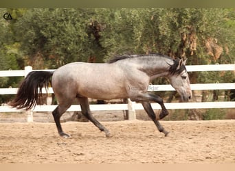 PRE Mix, Ogier, 4 lat, 160 cm, Siwa