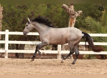 PRE Mix, Ogier, 4 lat, 160 cm, Siwa