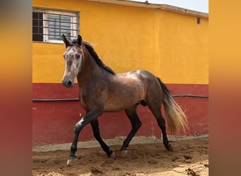 PRE, Ogier, 4 lat, 161 cm, Formy Brown Falb