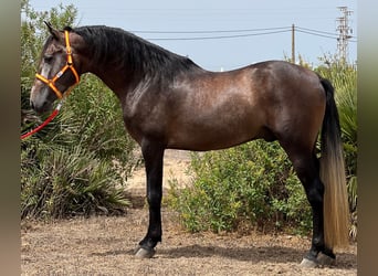 PRE, Ogier, 4 lat, 161 cm, Formy Brown Falb