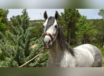 PRE Mix, Ogier, 4 lat, 161 cm, Siwa