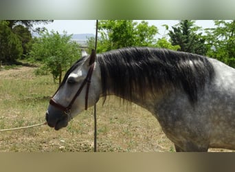 PRE Mix, Ogier, 4 lat, 161 cm, Siwa