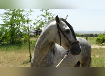PRE Mix, Ogier, 4 lat, 161 cm, Siwa