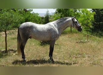 PRE Mix, Ogier, 4 lat, 161 cm, Siwa